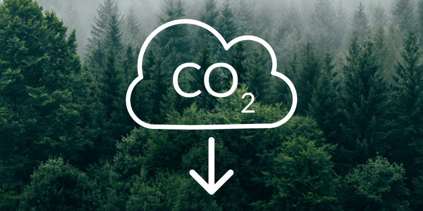 Forest Conservation and Carbon Sequestration